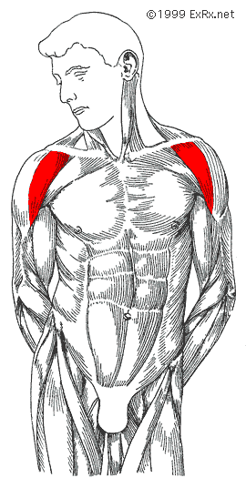 The Deltoid Muscle of the Shoulder