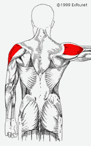 The Deltoid muscle work synergistically wit hthe supraspinatus