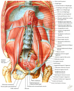 pot belly stomach might be the result of a tight psoas