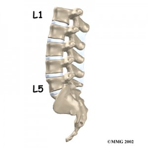 the lumbar curve of the spine makes us distinctly human