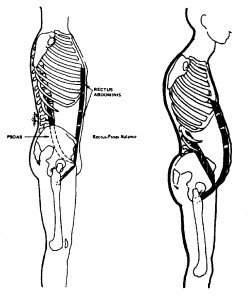 a tight psoas can give the apprearance of a pot belly stomach