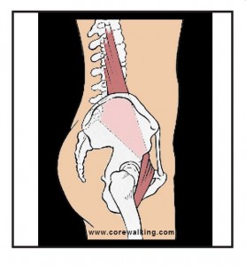 psoas as a pulley system