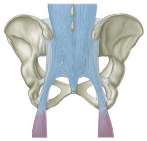 sacrotuberous ligament | CoreWalking