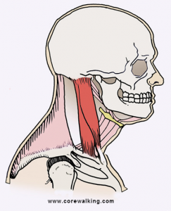 unhappy sternocleidomastoid muscle with forward head