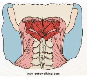 the sub occipital muscles are often responsible for forward head posture