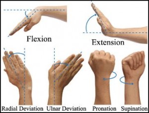 The carpal tunnel is involved ina ll movements of the wrist