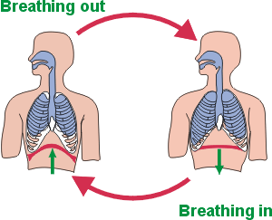 Chest Breathing And Your Posture