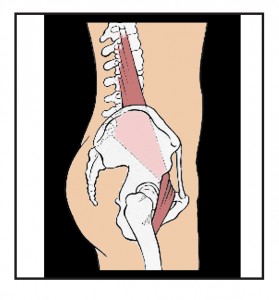 The lumbar curve of the spine