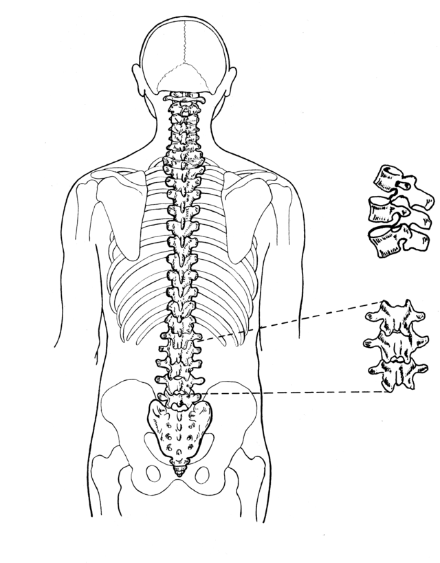 Where The Thoracic And Lumbar Spine Meet is a Key Spot in the Body