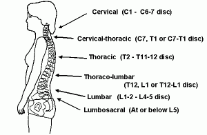 Where the thoracic meets the lumbar spine