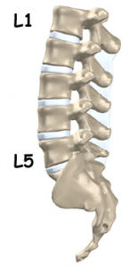 lumbar curve of the spine