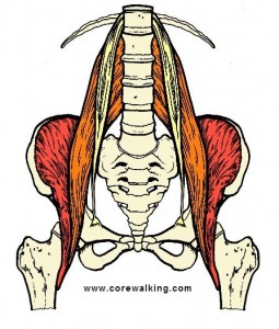 The Painful Relationship of the Psoas and Rectus Femoris