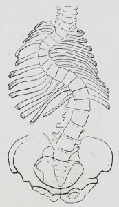 curvature of the spine