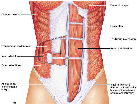 https://www.corewalking.com/wp-content/uploads/2014/02/Rectus-abdominis-muscle.jpg