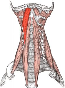 deep neck flexor muscles