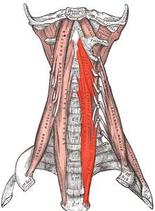 deep neck flexor muscles