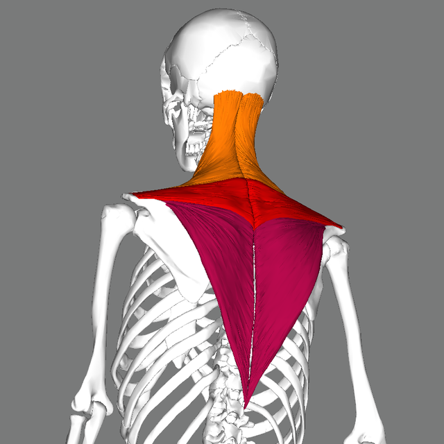 Trouble With The Trapezius Muscle