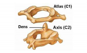 The cervical spine