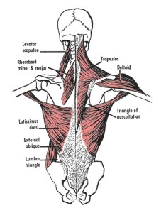 levator scapulae