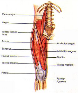 Tight Quadriceps And Hip Problems 14