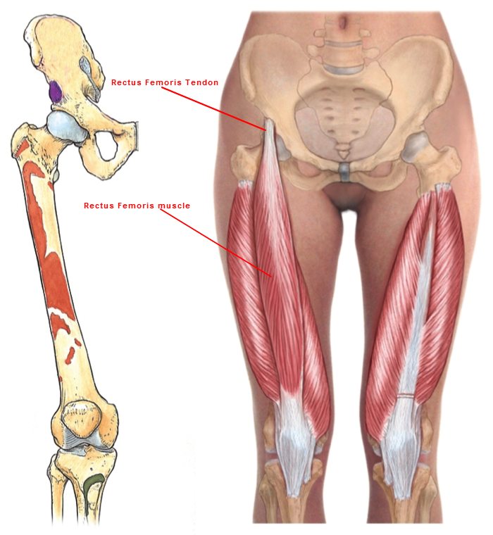 Quadriceps femoris мышца