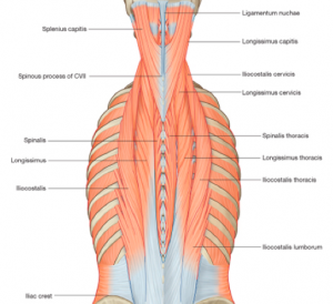 erector spinae muscles