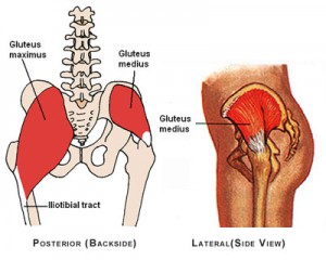 gluteus medius muscle