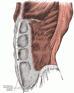 rectus abdominis muscle