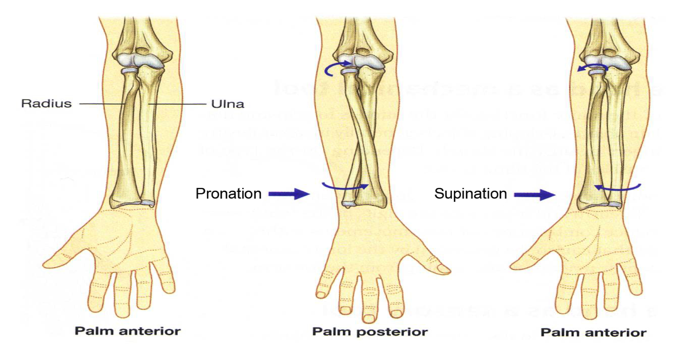 humerus radius ulna joint