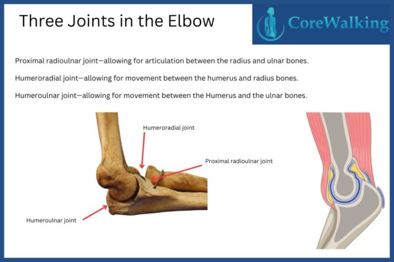 The Three Joints in the Elbow And How They Work