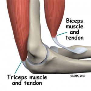 The Three Joints in the Elbow