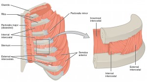 intercostal muscles