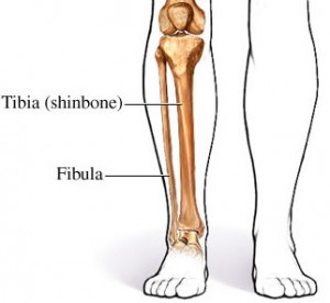 The Weight Bearing Bones of the Forearm and Shin