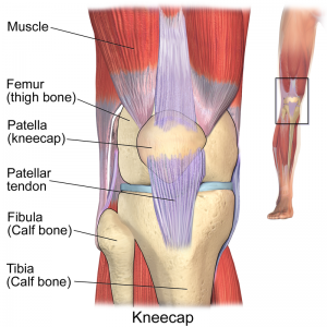 the kneecap is not a weight bearing bone