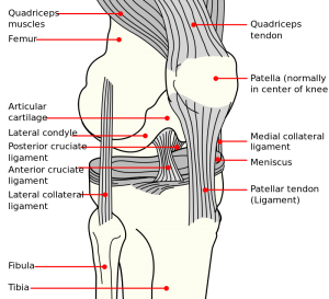 kneecap is not a weight bearing bone