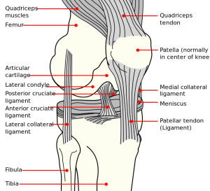 kneecap is not a weight bearing bone