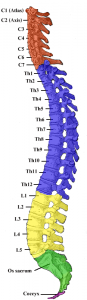 Information on Spinal Stenosis Treatment from Core Walking