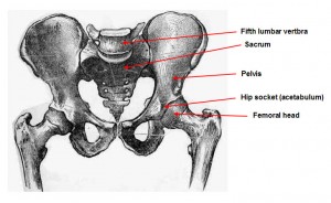 rectus femoris and lower back pain