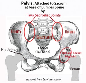 rectus femoris and lower back pain