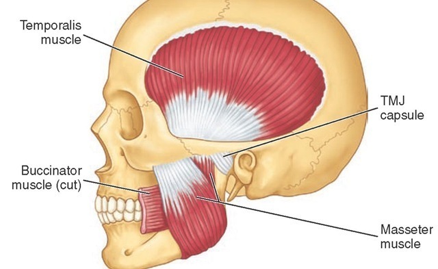 Masseter Muscle Corewalking