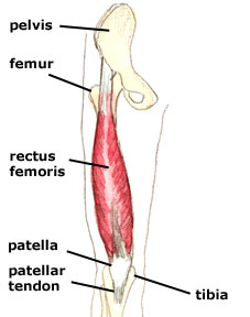 quadriceps femoris tendon