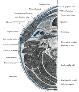 Scalene Muscles