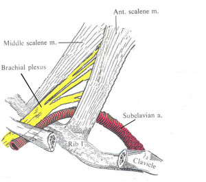 Scalene Muscles