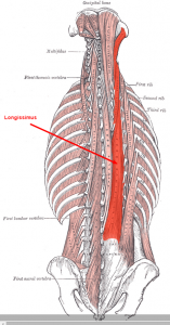 erector spinae muscles