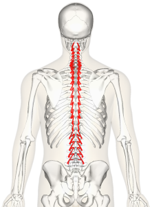 deep muscles of the spine