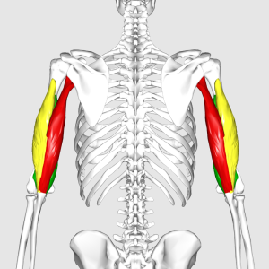 Triceps_brachii