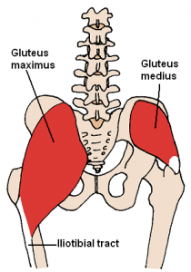 gluteus medius