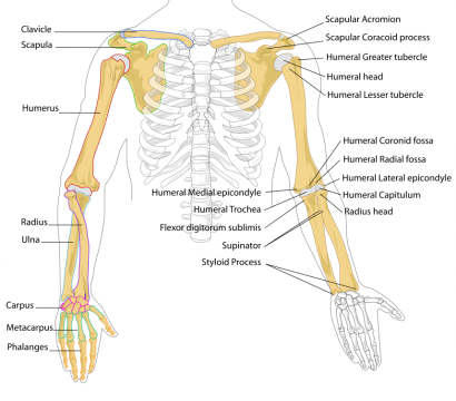 858px-Human_arm_bones_diagram.svg