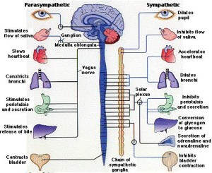 vagus nerve image