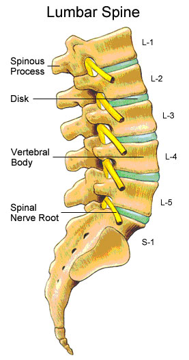 picture of lower back vertebrae